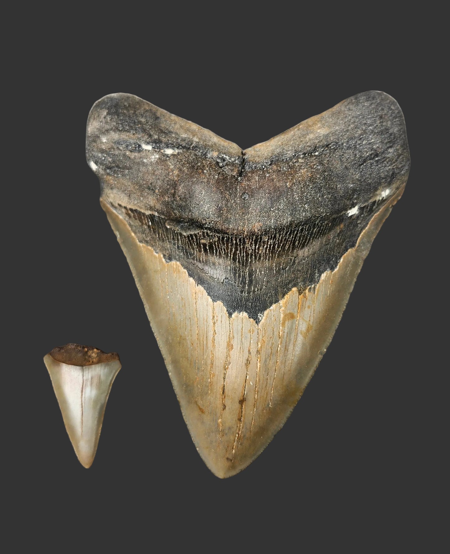 5.3"x 4.2" Megalodon Tooth- B27