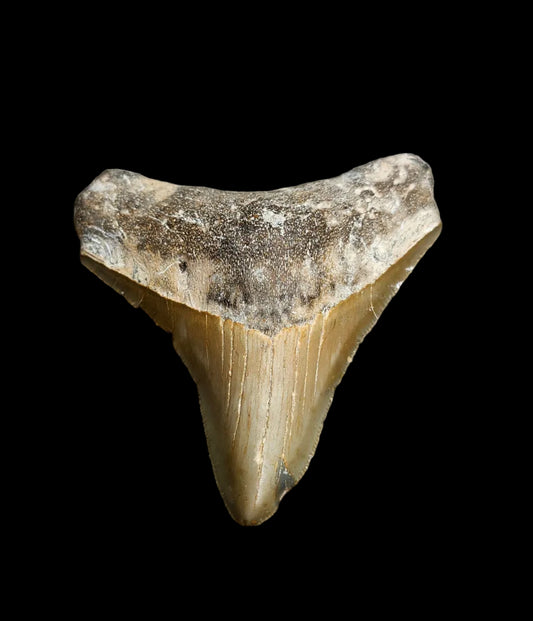 2.9"x 2.5" Megalodon Tooth- C5