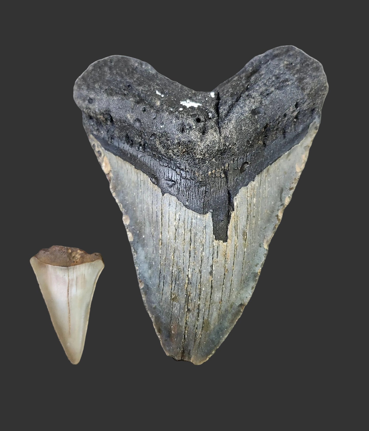4.4"x 3.3" Megalodon Tooth- B8