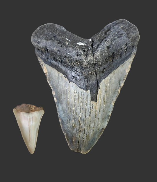 4.4"x 3.3" Megalodon Tooth- B8