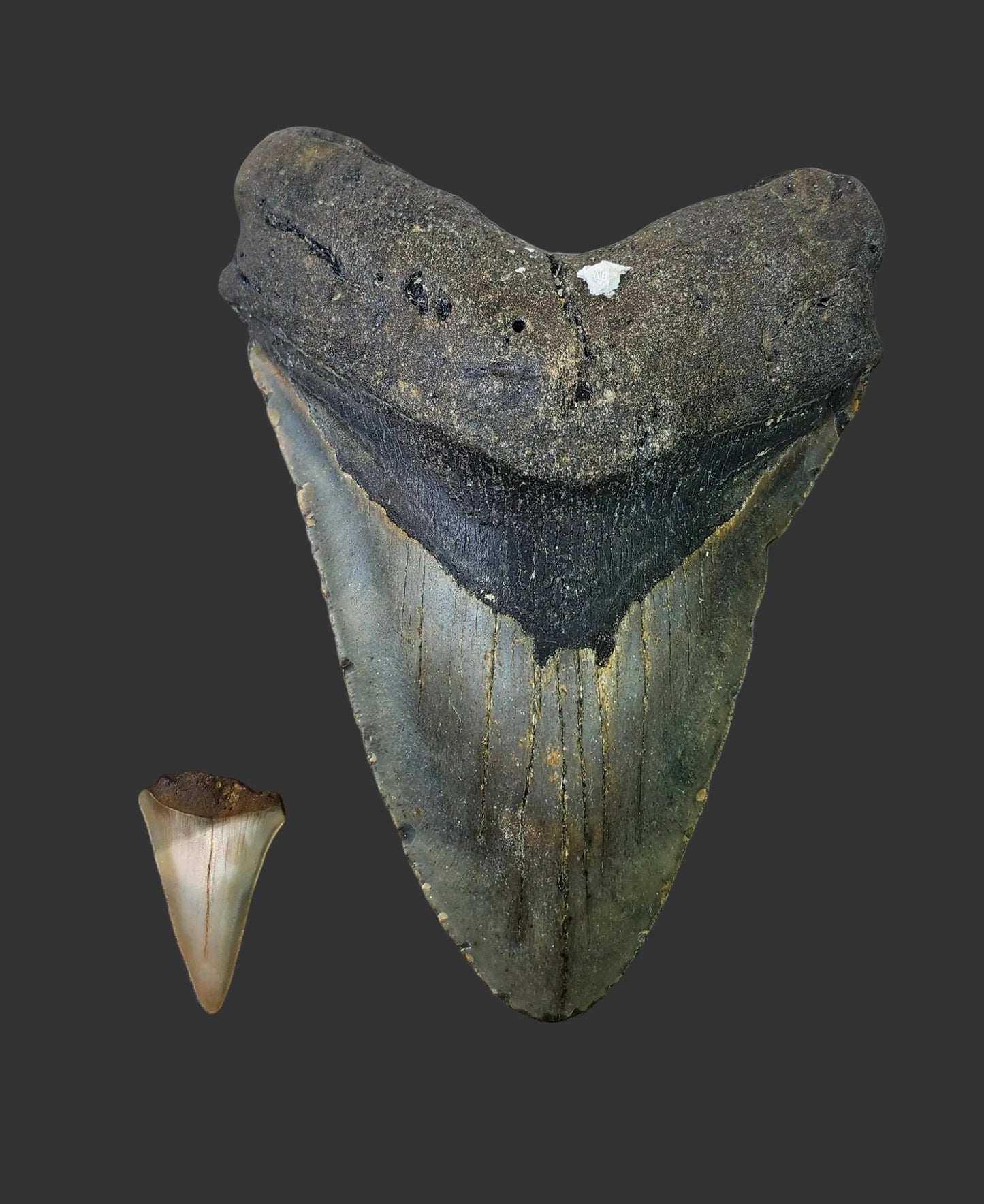 6"x 4.4" Megalodon Tooth- A18