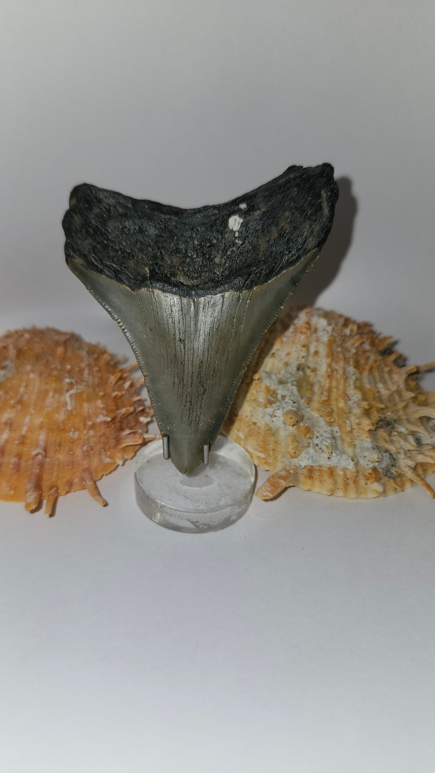 3.4" Megalodon Tooth