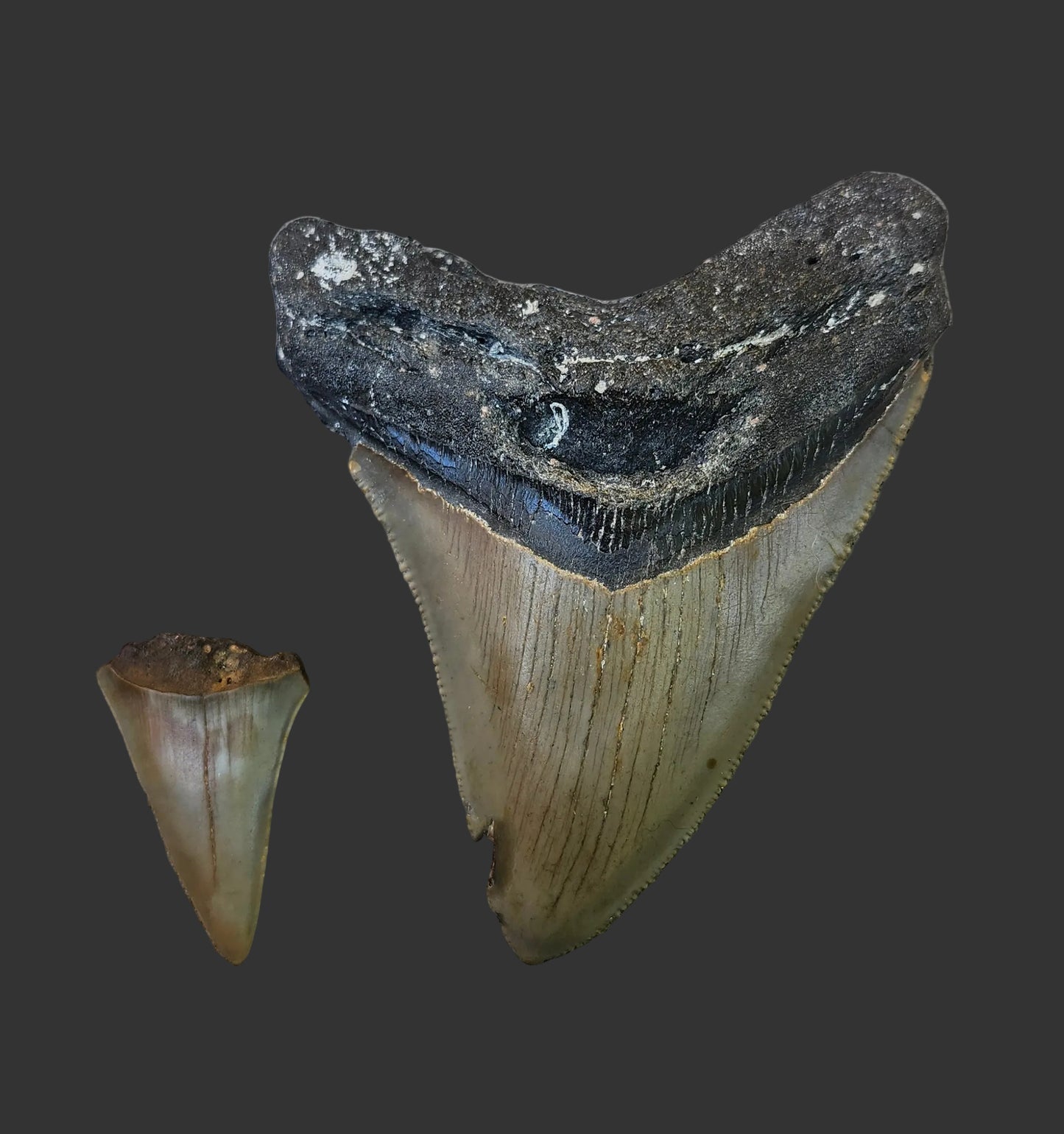 3.9"x 3" Megalodon Tooth- C54