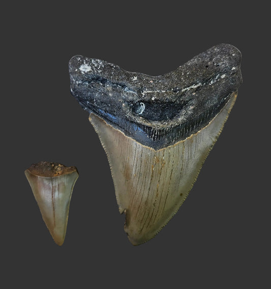 3.9"x 3" Megalodon Tooth- C54