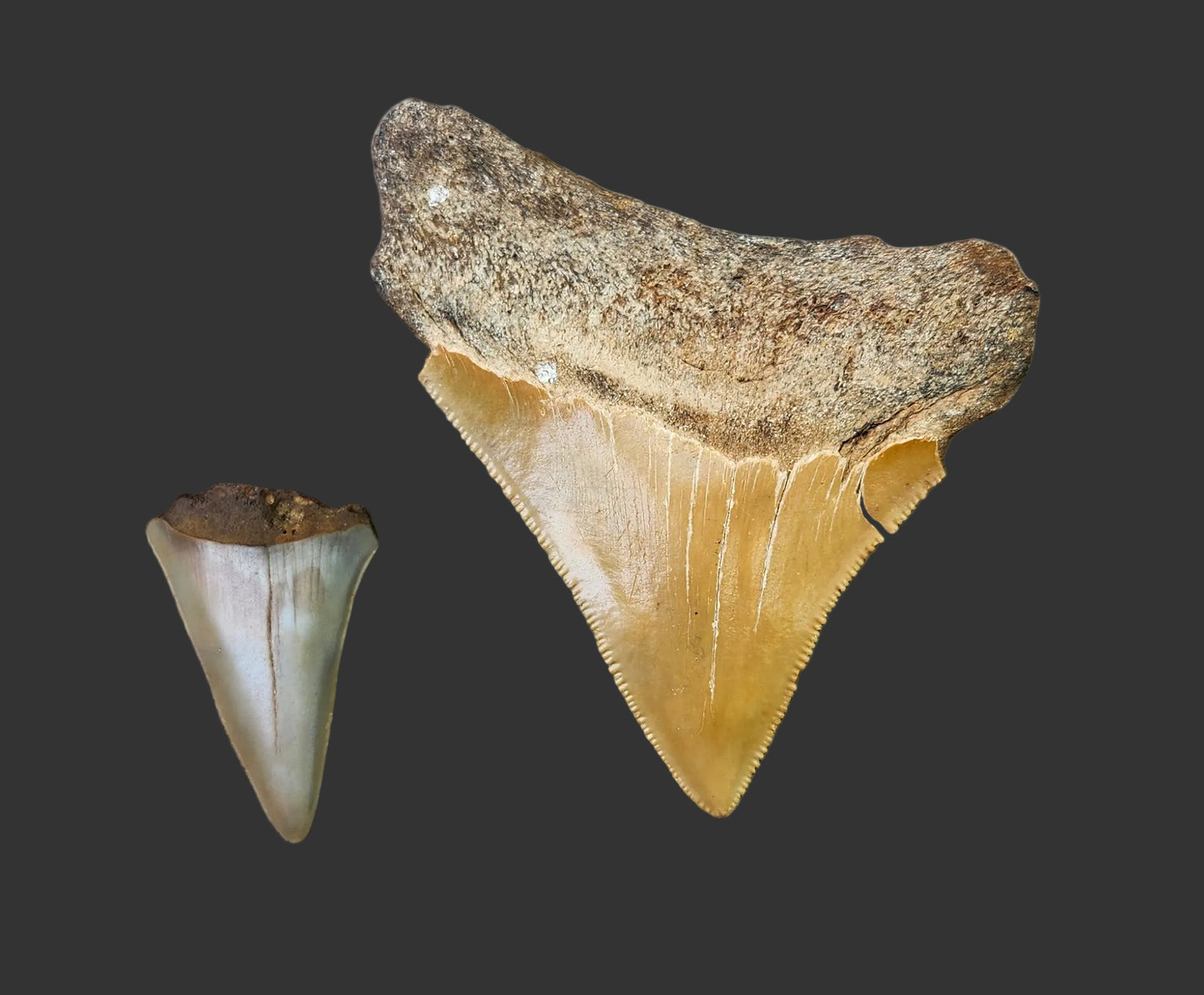 3.1"x 2.7" Megalodon Tooth- C23