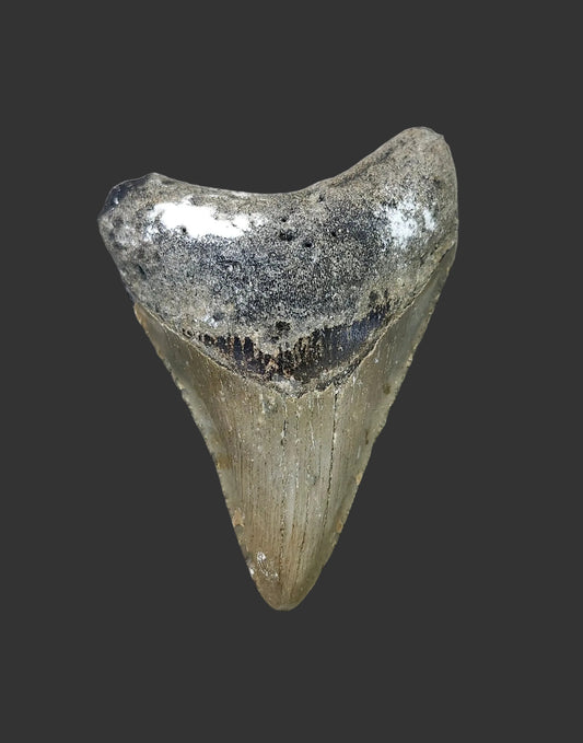 2.9"x 2.1" Megalodon Tooth- C13