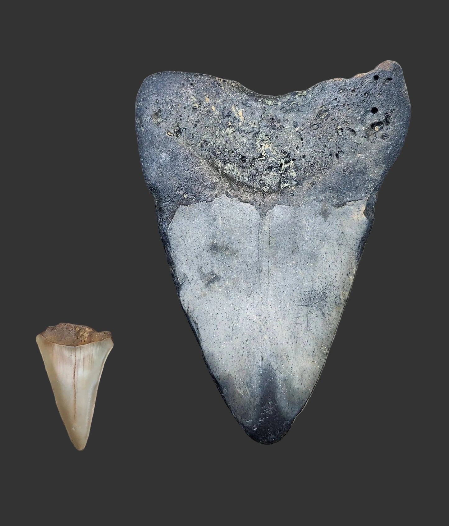 4.8"x 3.5" Megalodon Tooth B- 15
