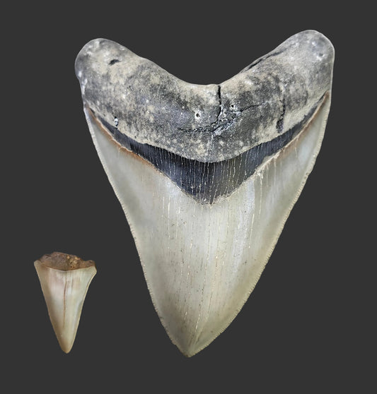 5.6"x 4.1" Megalodon Tooth- Z1