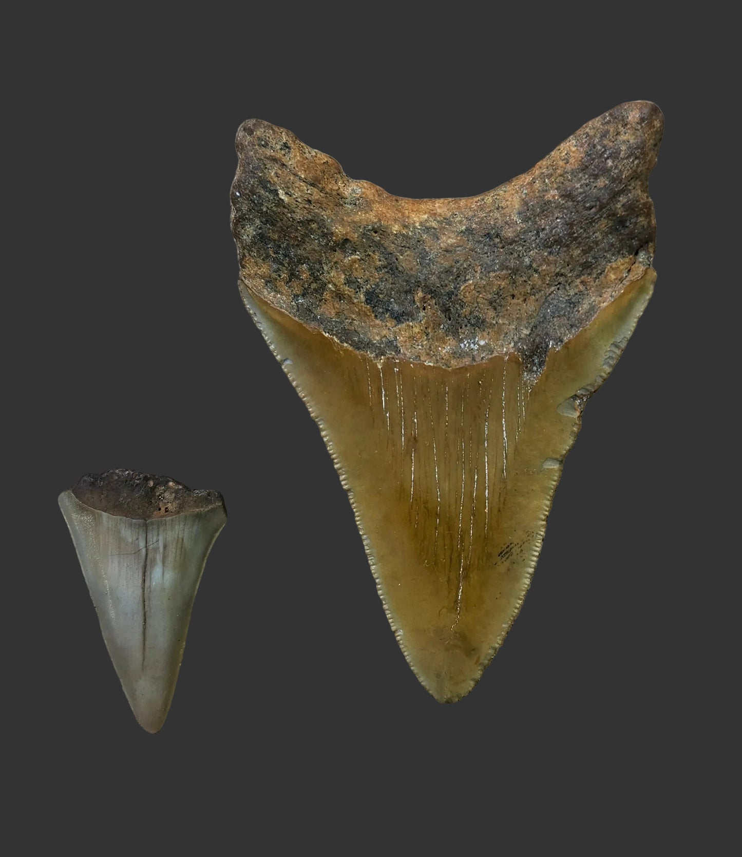 3.4"x 2.2" Megalodon Tooth- C45