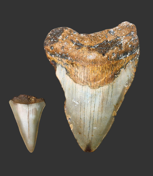 3.7"x 2.6" Megalodon Tooth- C58