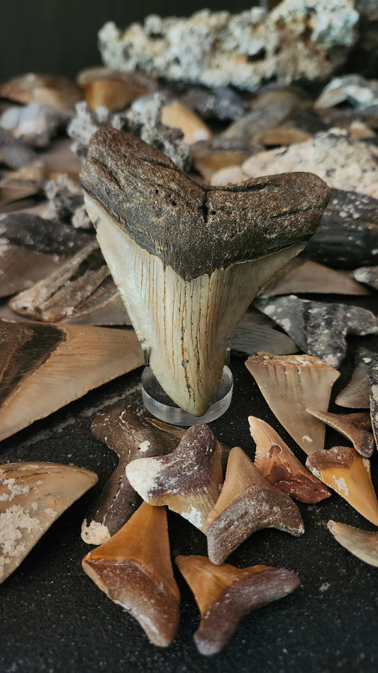 4.2" Megalodon Tooth