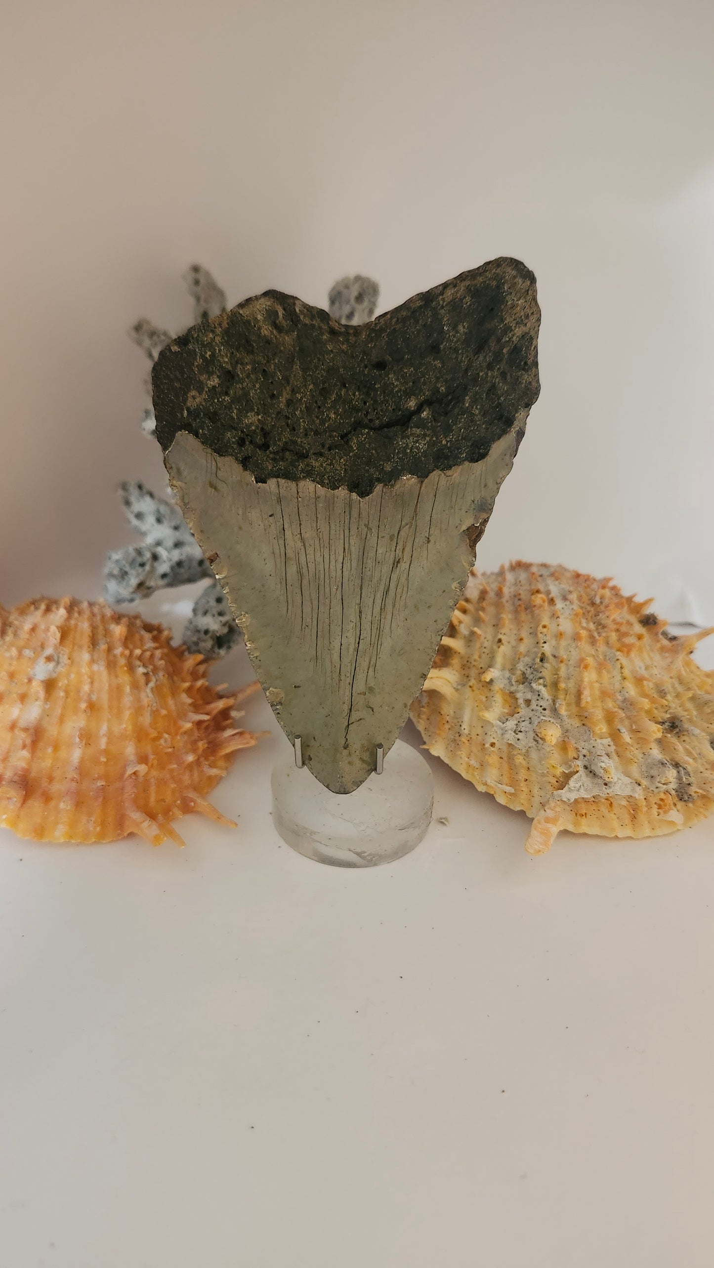 4.1" Megalodon Tooth