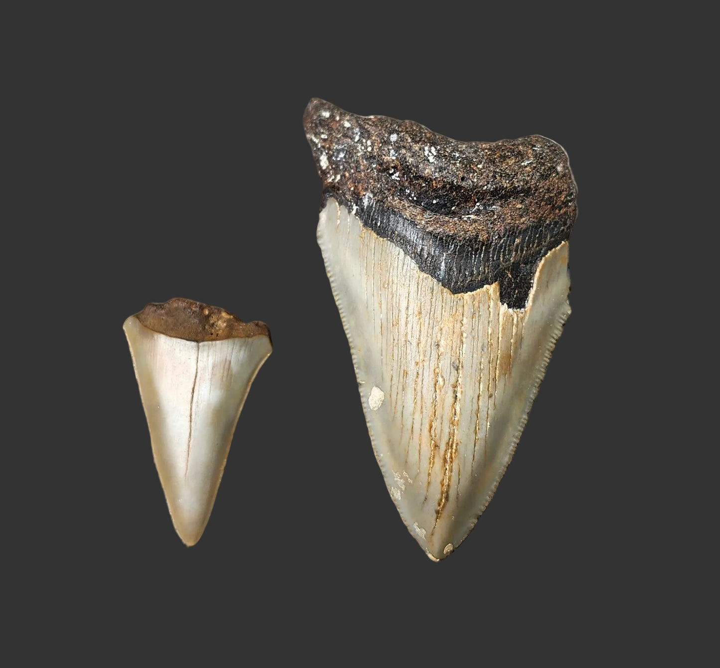 3"x 1.8" Megalodon Tooth- C33