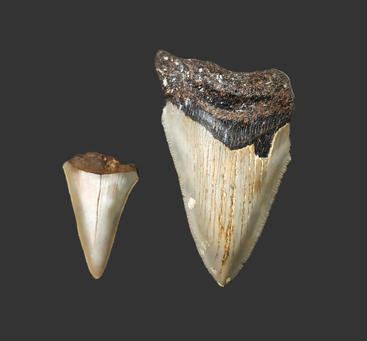 3"x 1.8" Megalodon Tooth- C33
