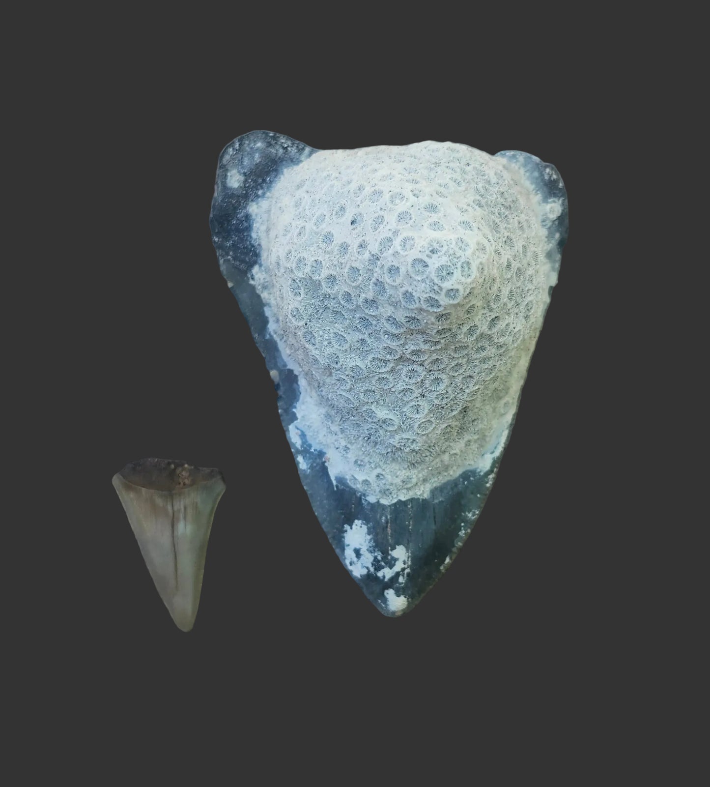 Coral Covered Meg Tooth