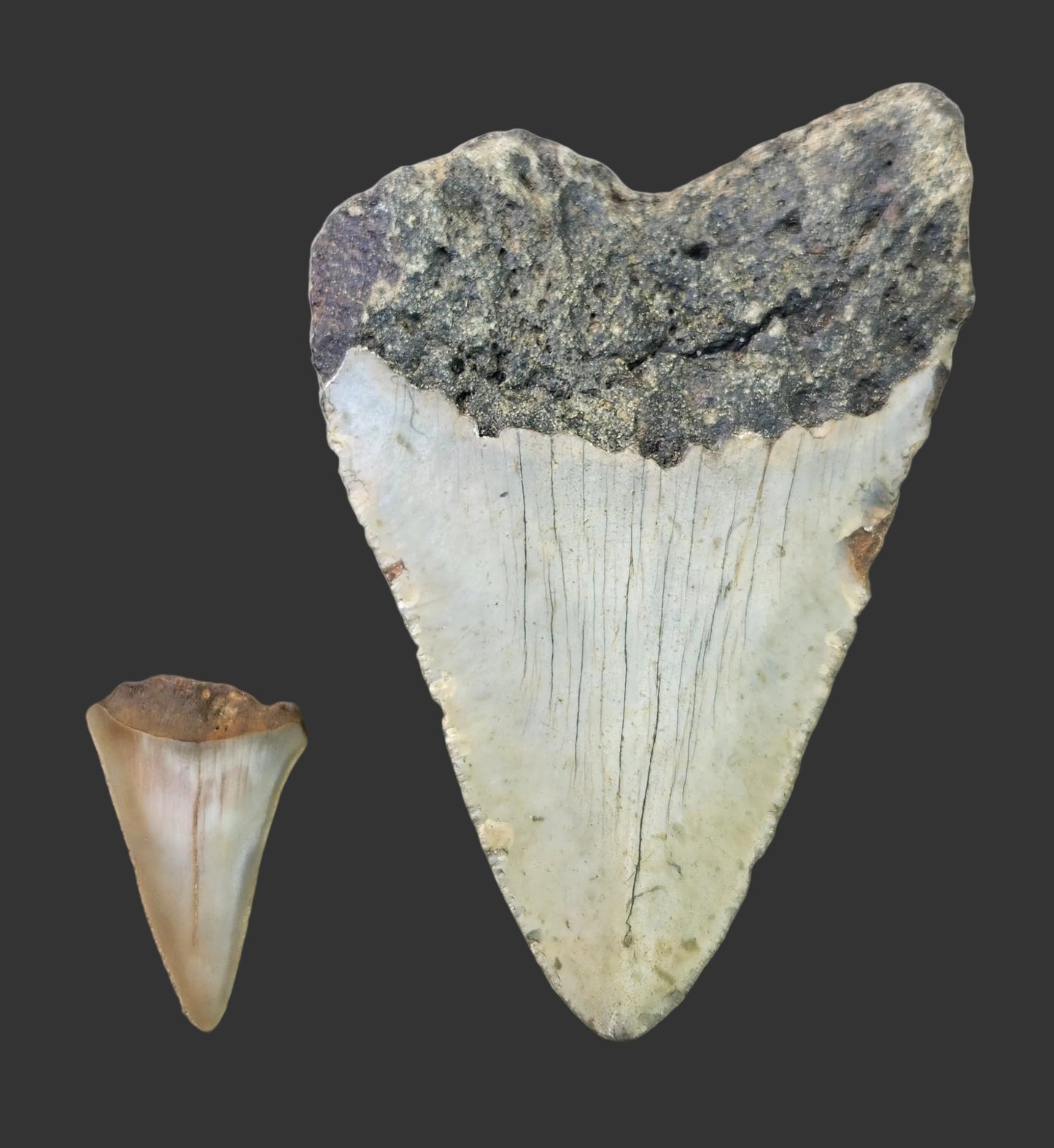 4.1"x 2.8" Megalodon Tooth- B4