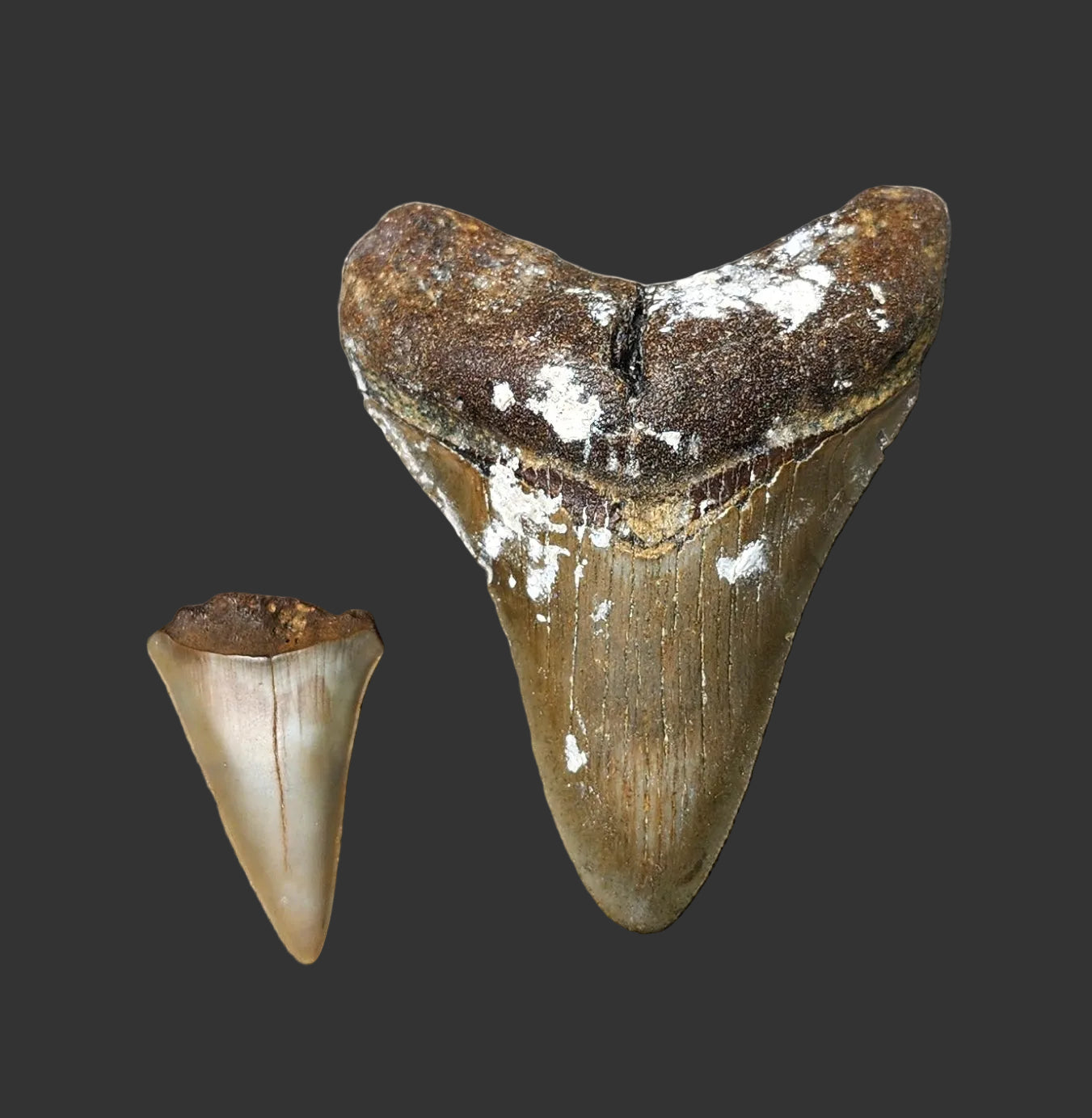 3.3"x 2.6" Megalodon Tooth- C42