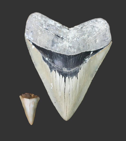 5.3"x4.2" Megalodon Tooth-B28