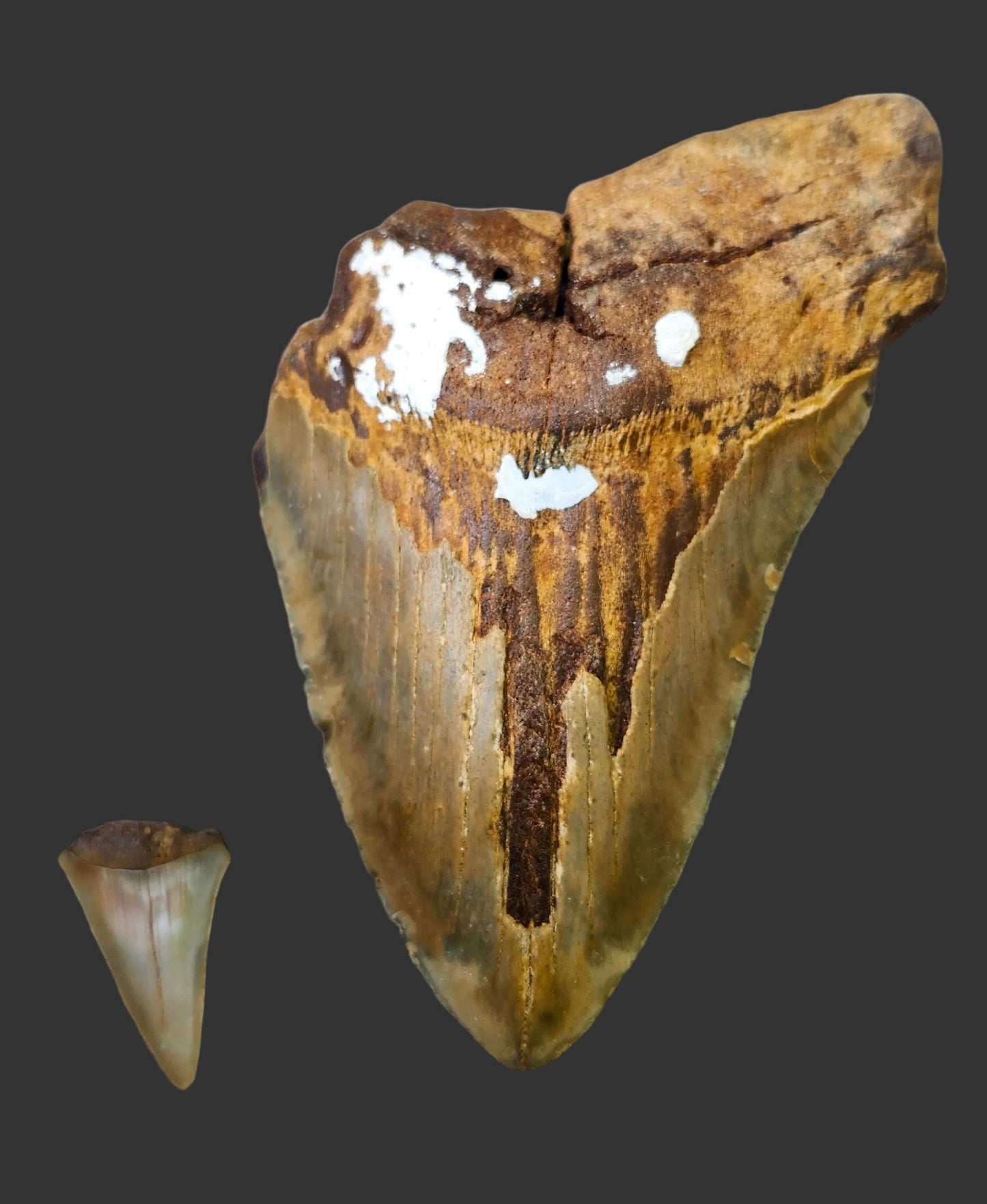 5.9"x 4.8" Megalodon Tooth- B29