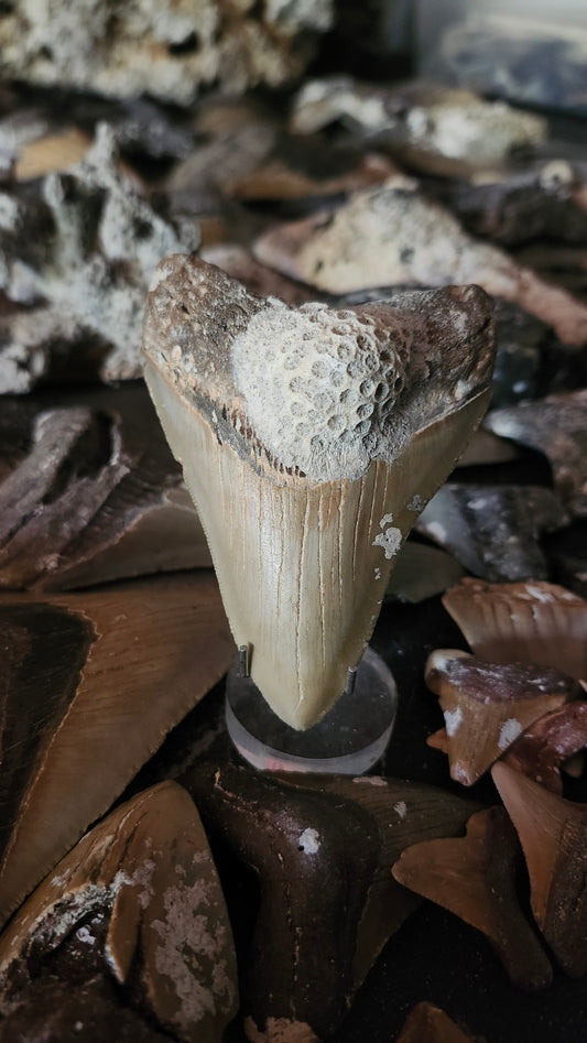 3.8" Megalodon Tooth