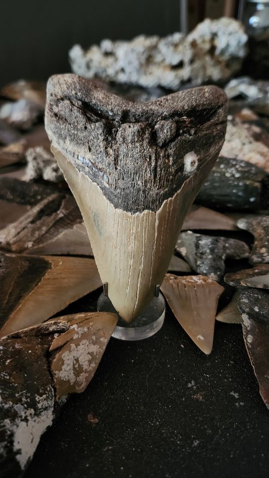 5" Megalodon Tooth