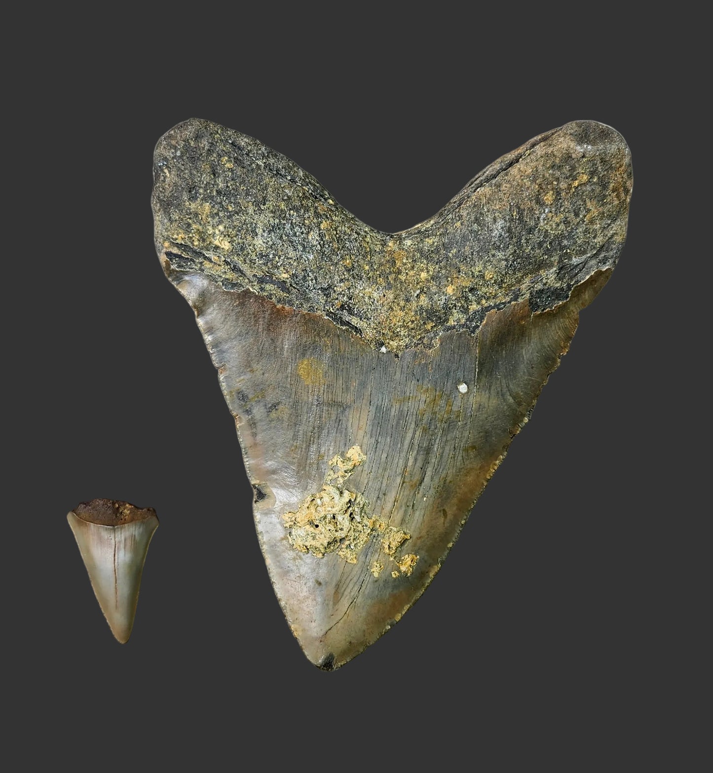 6"x 4.7" Megalodon Tooth- A3