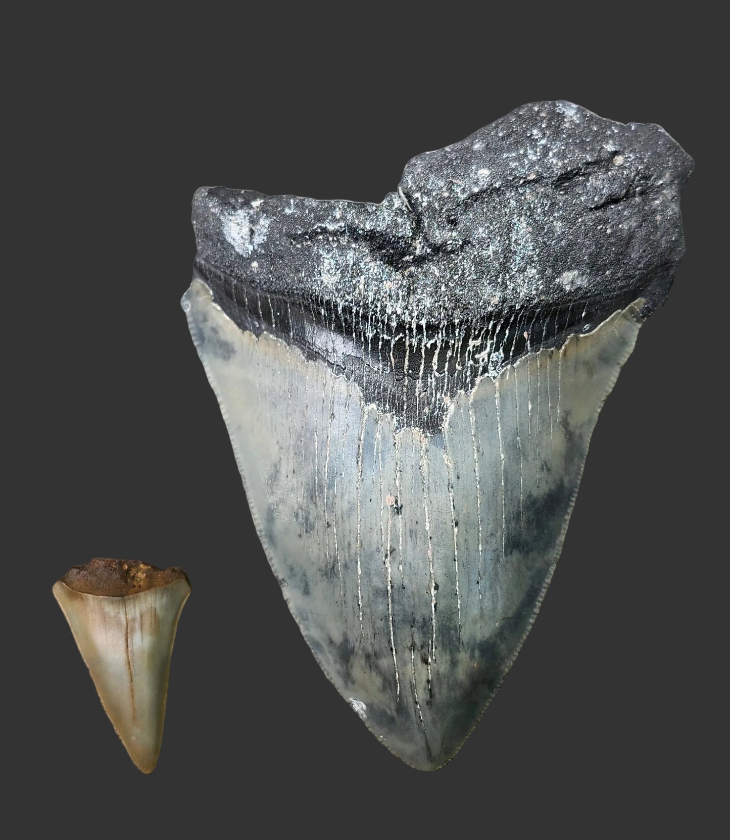 4.8"x 3.6" Megalodon Tooth- B20