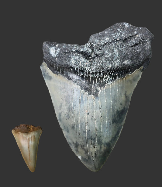 4.8"x 3.6" Megalodon Tooth- B20