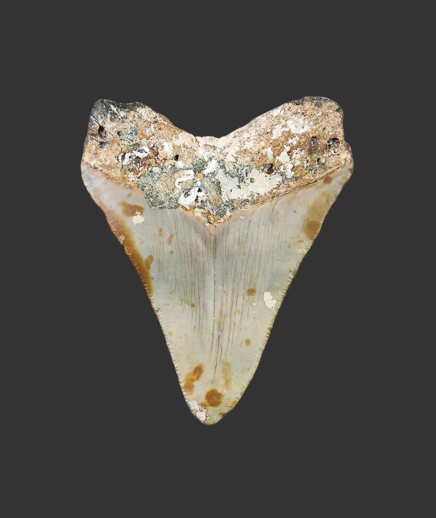 3"x 2.4" Megalodon Tooth- C14