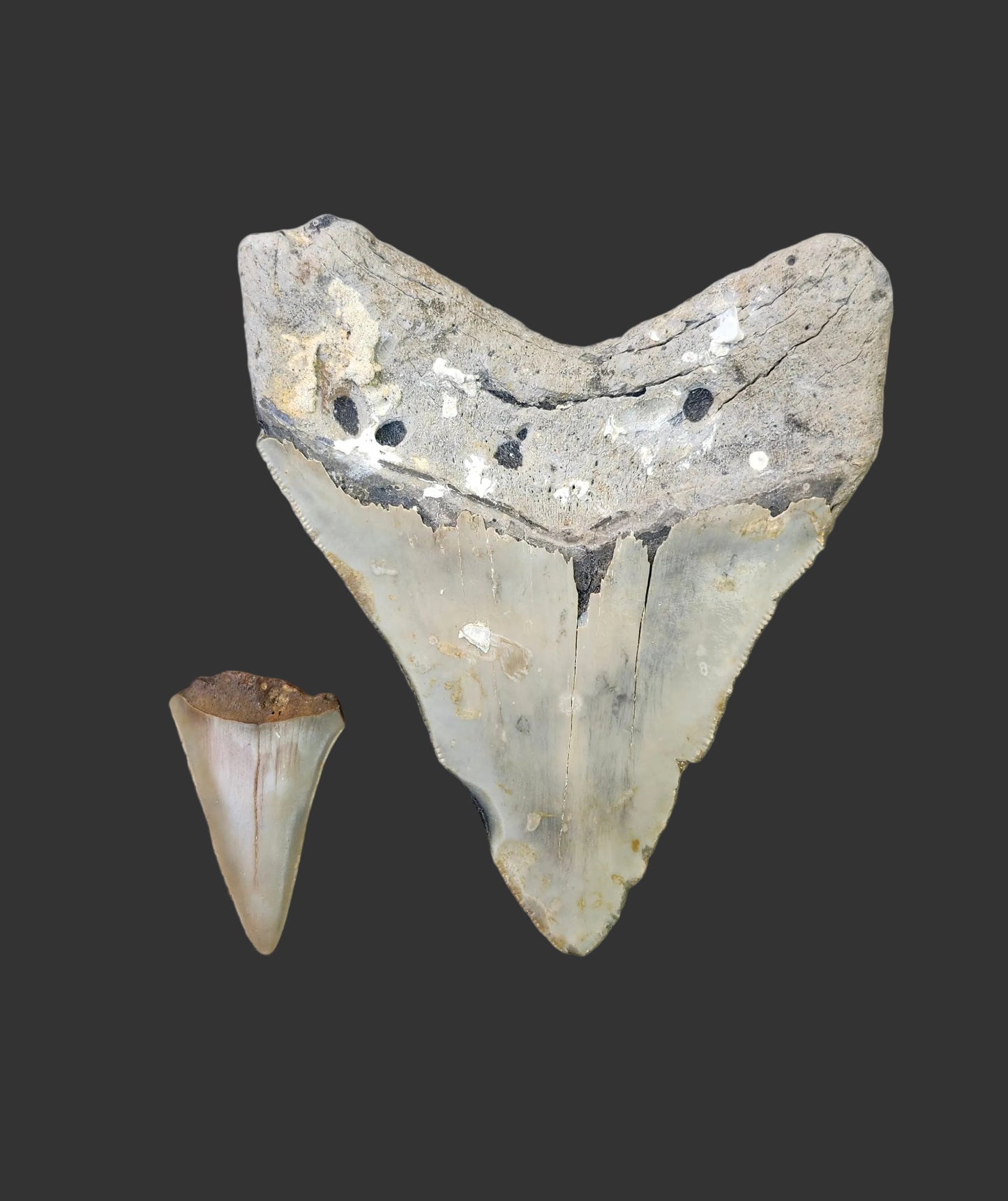4"x 3.2" Megalodon Tooth-B2