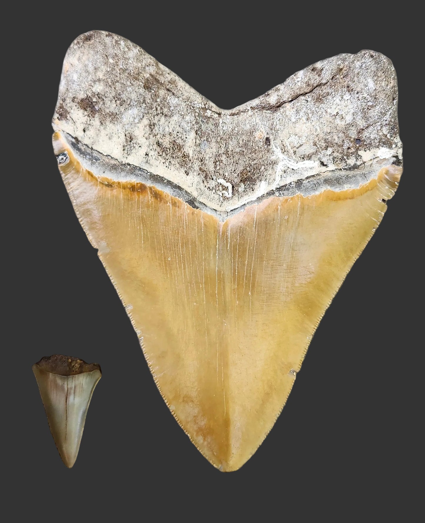 5.8"x 4.6" Megalodon Tooth- Z2