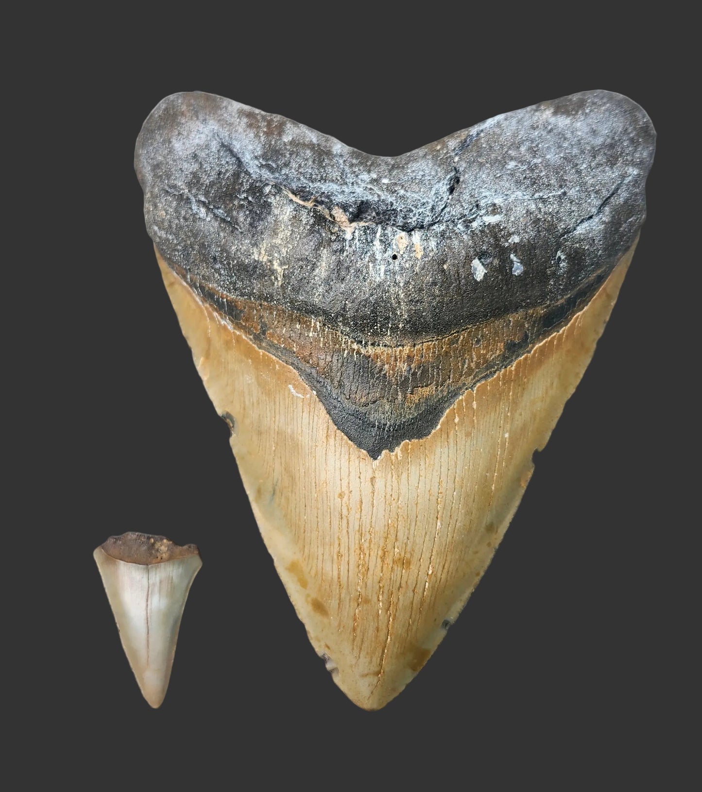 5.99"x 4.6" Megalodon Tooth- A28