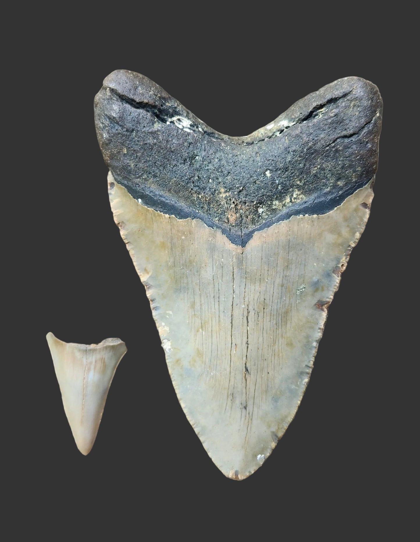 4.7"x 3.1" Megalodon Tooth- IS2