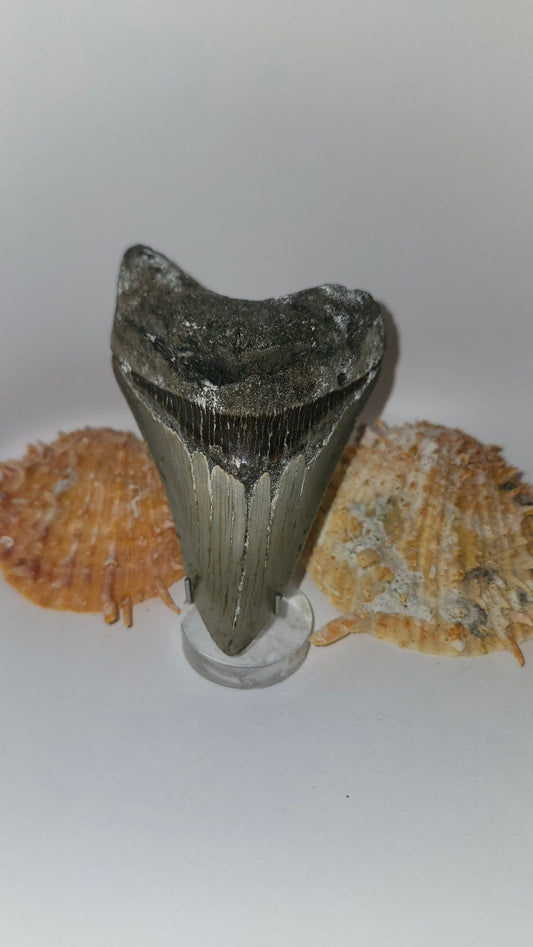 4.2" Megalodon Tooth