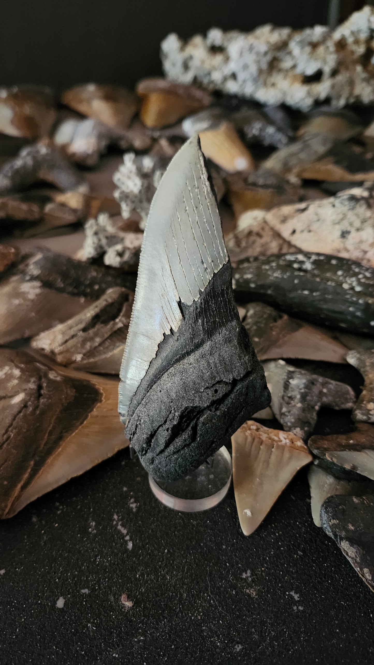 Half Megalodon Tooth