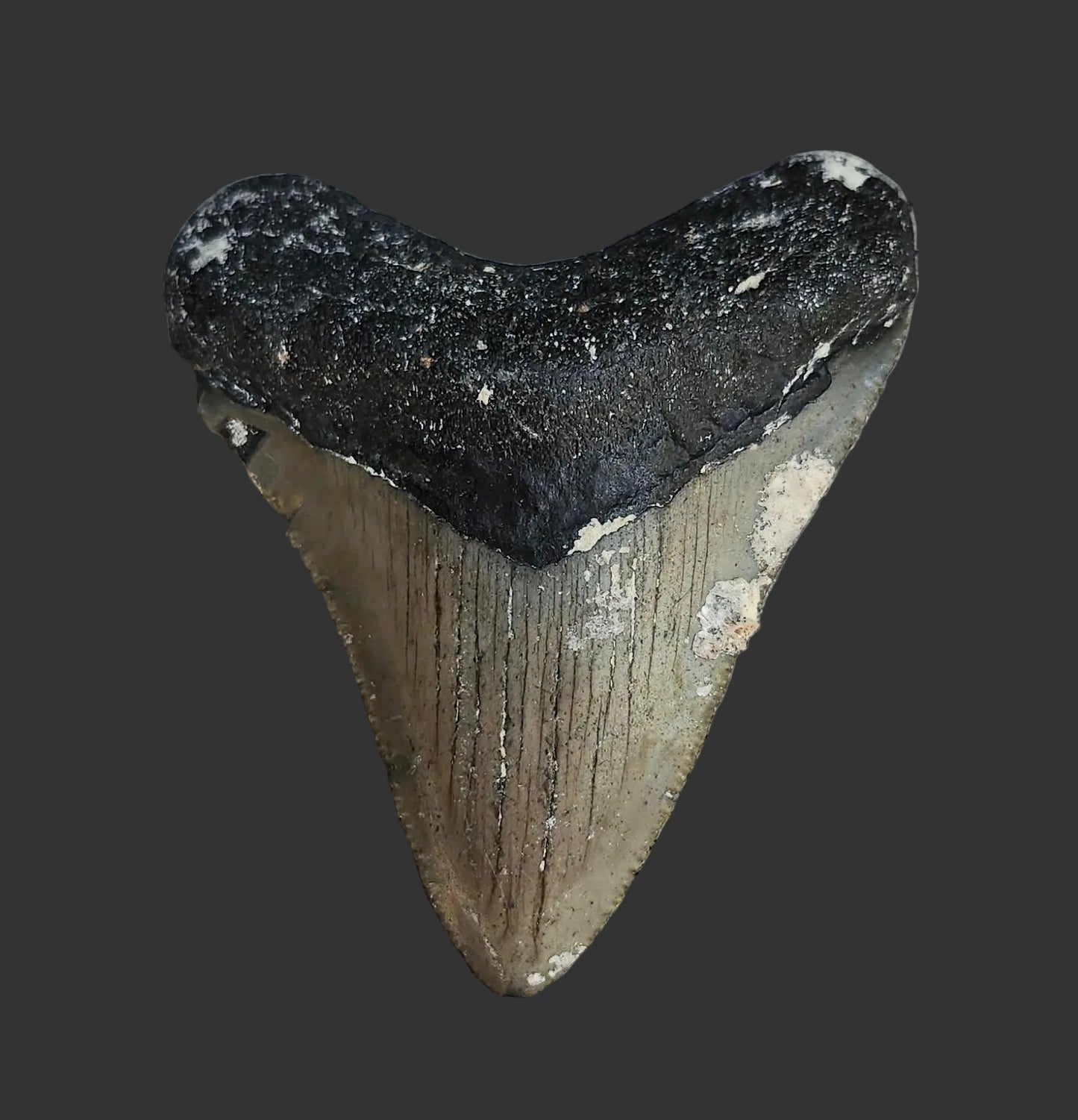 2.8"x 2.3" Megalodon Tooth - C7
