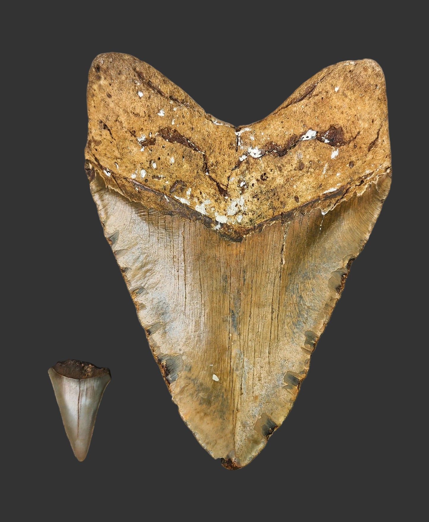 6"x 4.3" Megalodon Tooth- A7