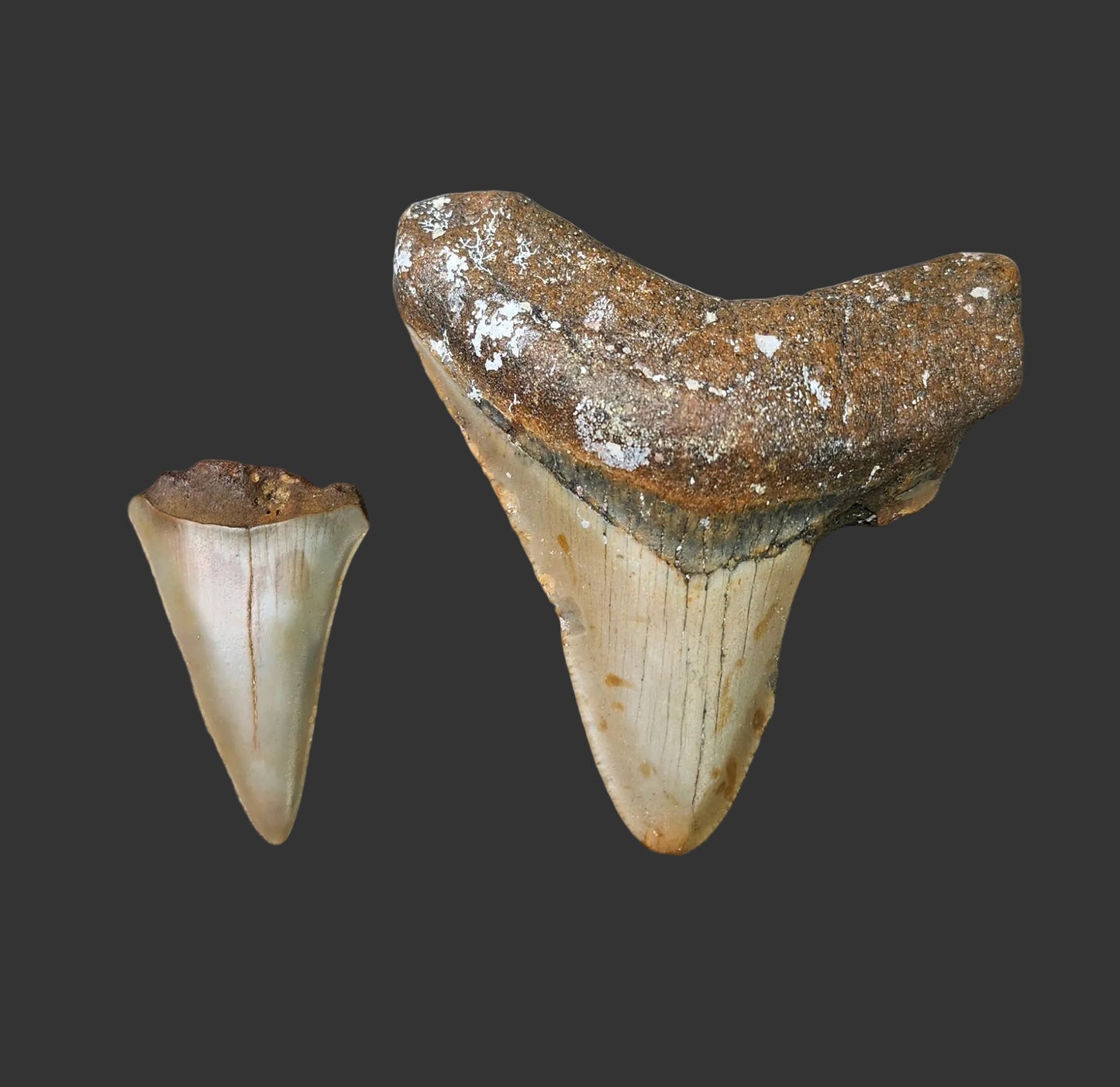 2.7"x2.5" Megalodon Tooth- C35