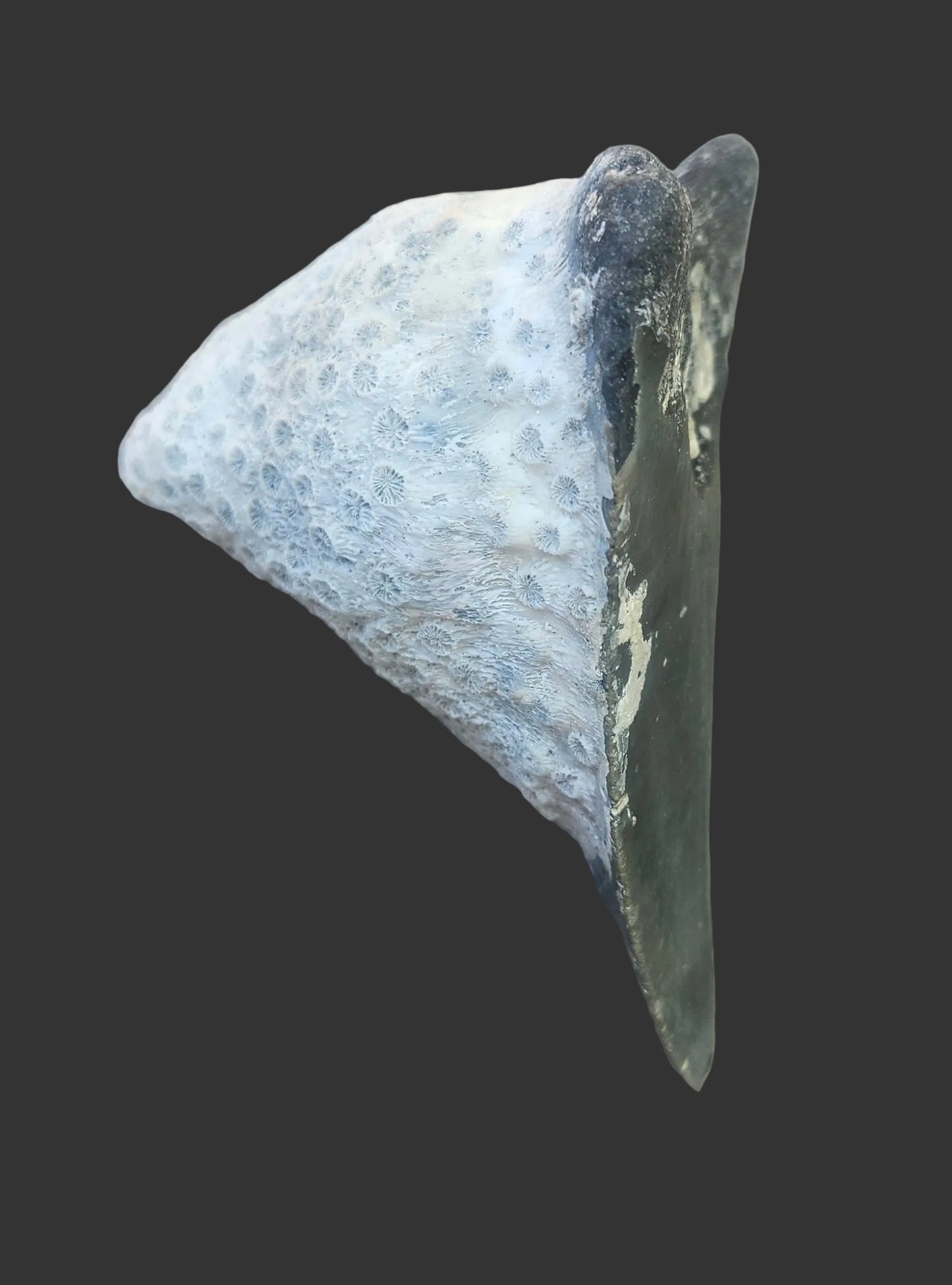 Coral Covered Meg Tooth