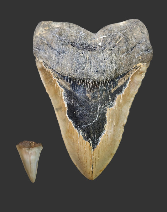 6.1"x 4.3" Megalodon Tooth- A19