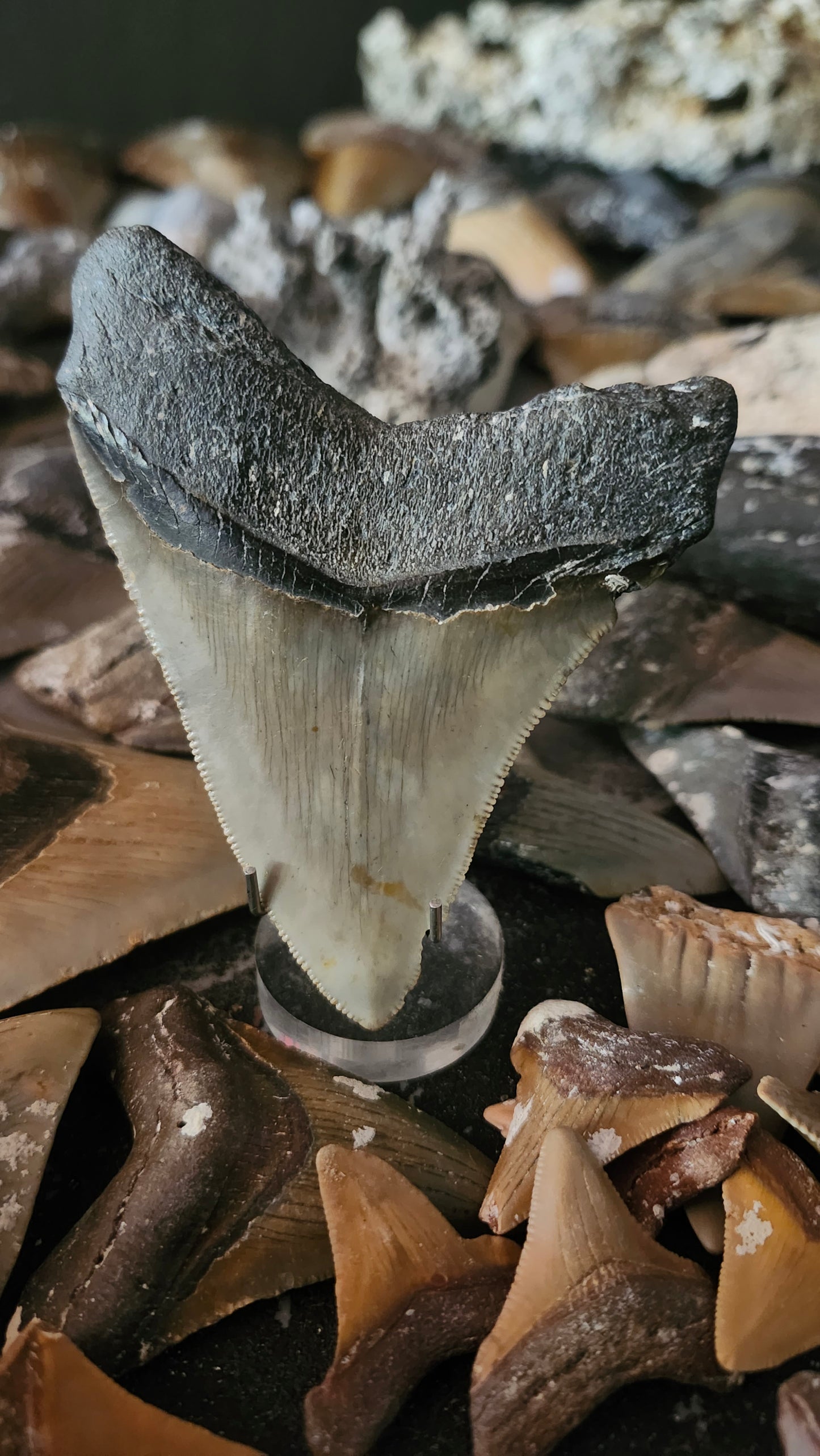 3.9" Megalodon Tooth