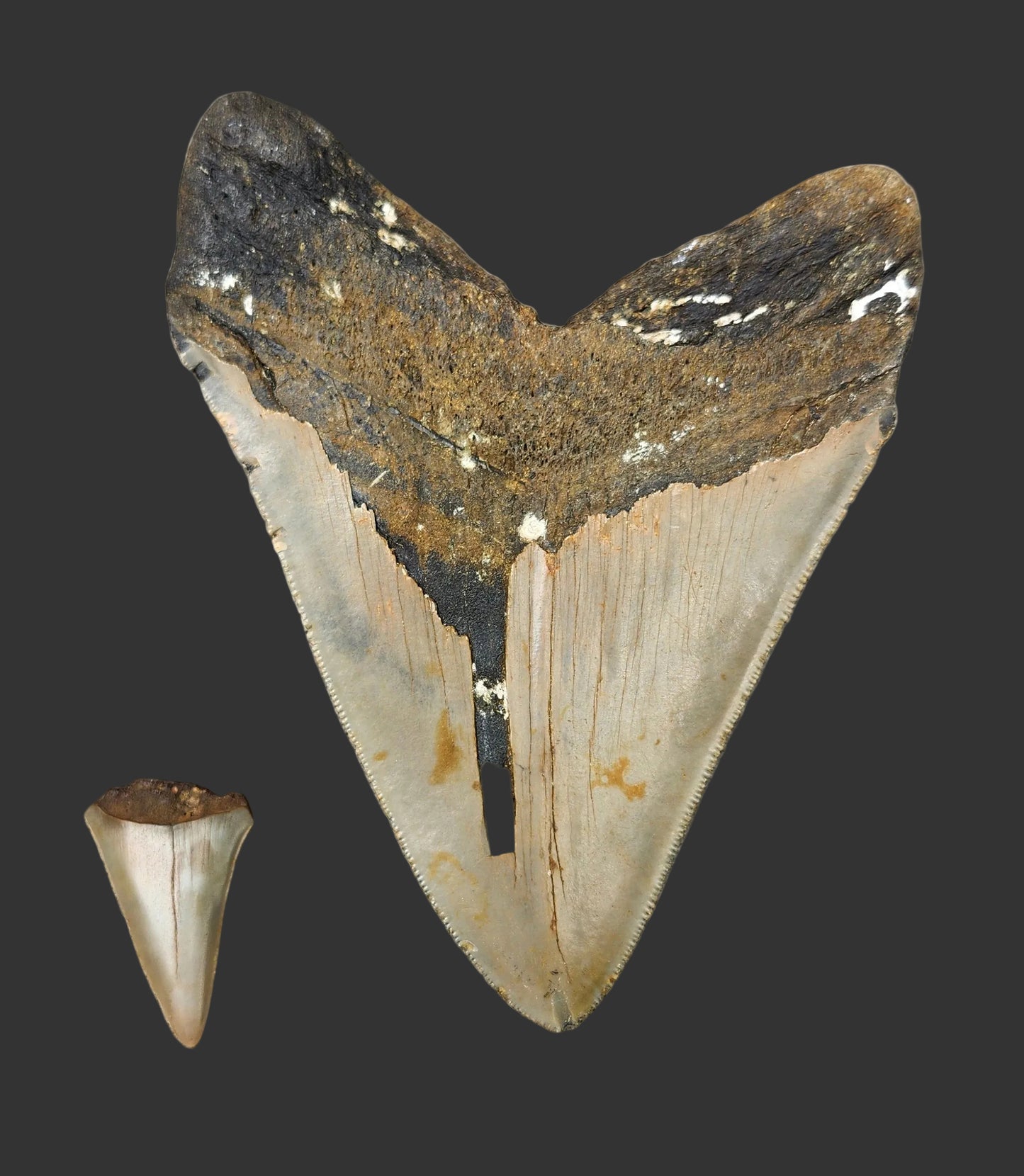 5.3"x 4.2" Megalodon Tooth- B27