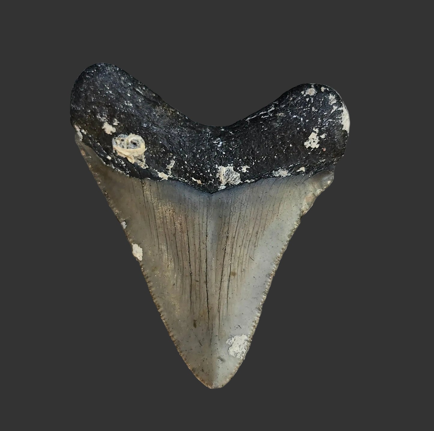 2.8"x 2.3" Megalodon Tooth - C7