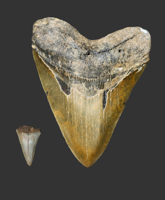 5.9"x 4.5" Megalodon Tooth- Z7
