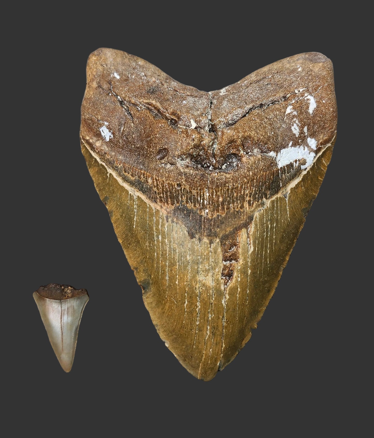 6"x 4.3" Megalodon Tooth- A7