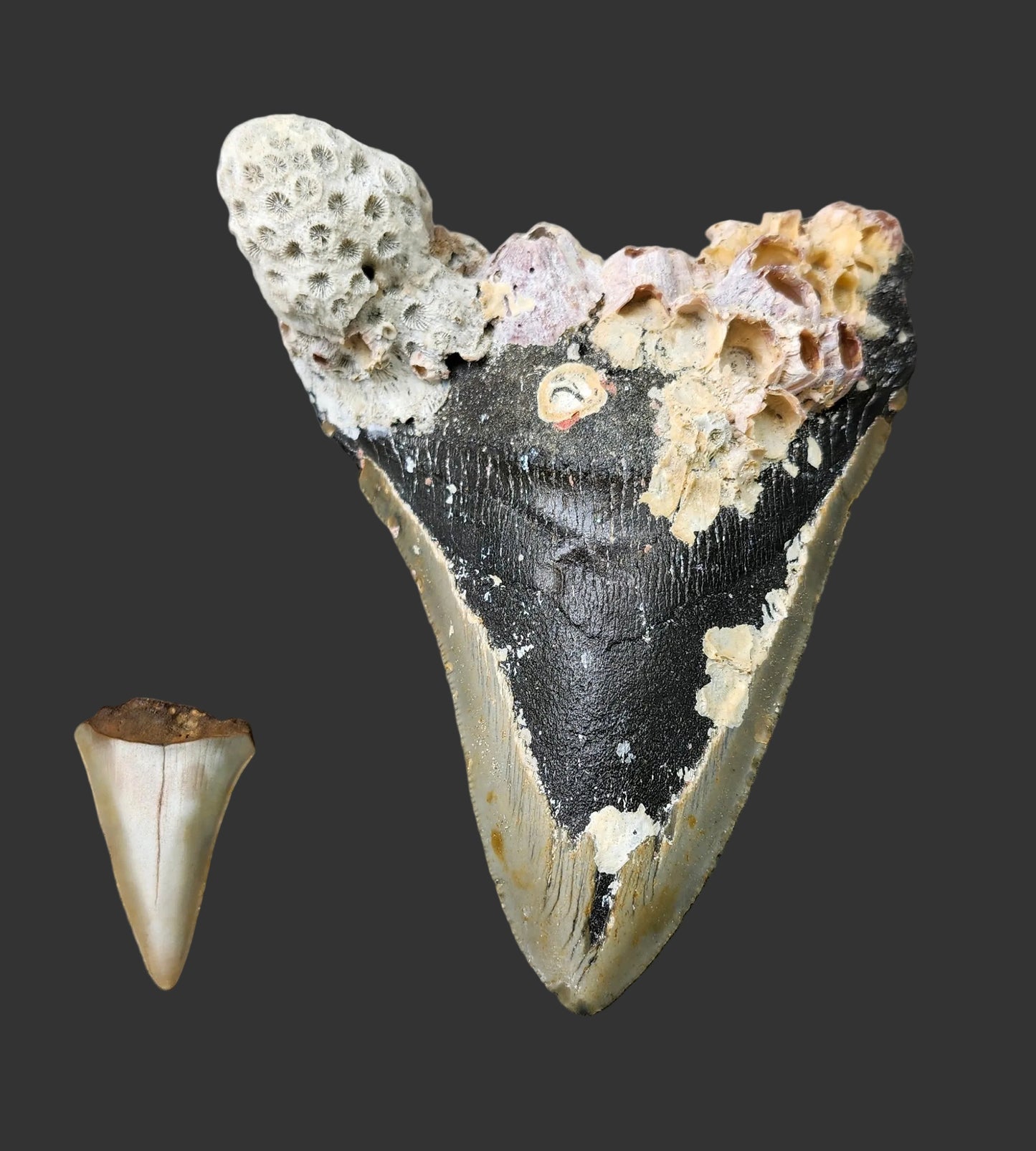 4.7"x 3.7" Megalodon Tooth- B50