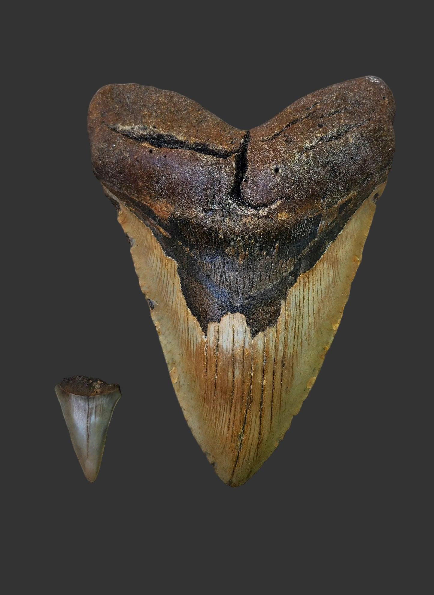 6.3"x 4.5" Megalodon Tooth- A16