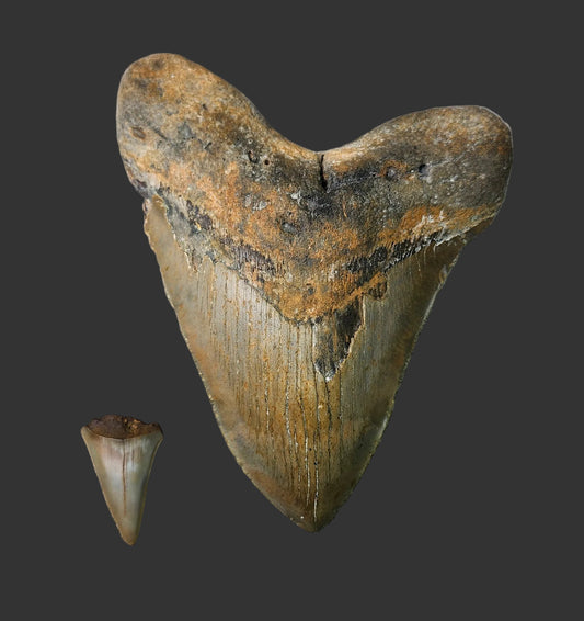 6"x 4.7" Megalodon Tooth- A3