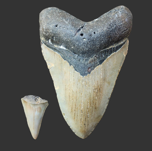 4.7"x 3.1" Megalodon Tooth- IS2