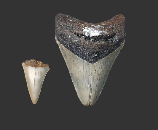 3.2"x 2.4" Megalodon Tooth- C52